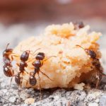Urban-ants-in-New-York-City-that-have-developed-a-taste-for-junk-food